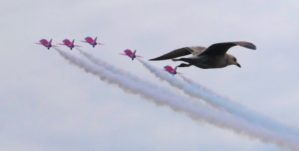 'A Celebration of the Evolution of Flight' by John Owen, Christchurch u3a